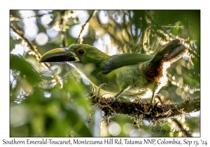 Southern Emerald-Toucanet