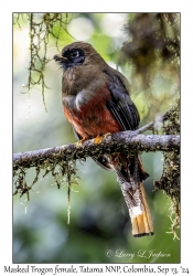 Masked Trogon female