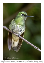 Buff-tailed Coronet