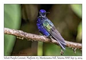 Velvet-purple Coronet