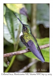 Collared Inca