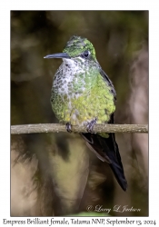 Empress Brilliant female
