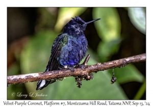 Velvet-purple Coronet