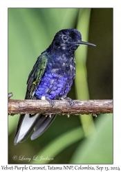 Velvet-purple Coronet