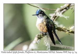 Violet-tailed Sylph female