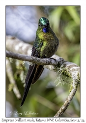 Empress Brilliant male
