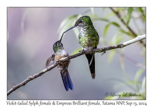 Violet-tailed Sylph female & Empress Brilliant female