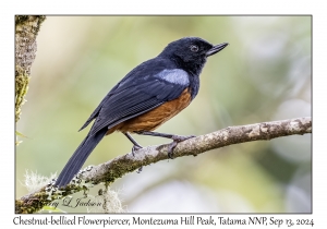Chestnut-bellied Flowerpiercer