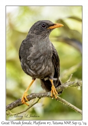 Great Thrush female