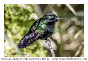 Tourmaline Sunangel male