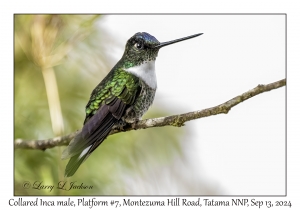 Collared Inca male