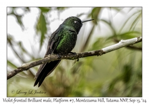 Violet-fronted Brilliant male
