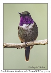 Purple-throated Woodstar male