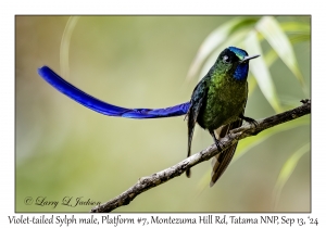 Violet-tailed Sylph male