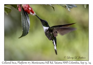 Collared Inca