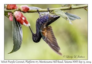 Velvet-purple Coronet