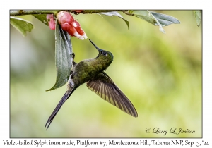 Violet-tailed Sylph immature male