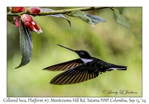 Collared Inca