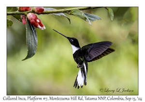 Collared Inca