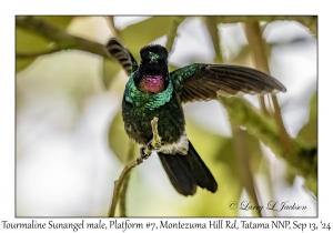 Tourmaline Sunangel male