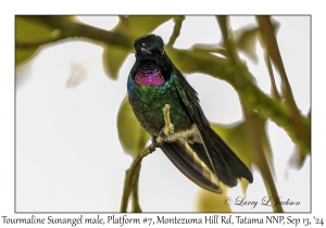Tourmaline Sunangel male
