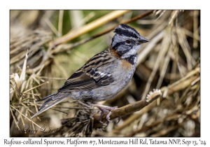 Rufous-collared Sparrow