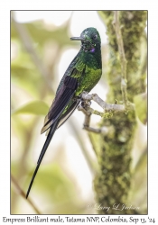 Empress Brilliant male