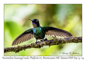 Tourmaline Sunangel male