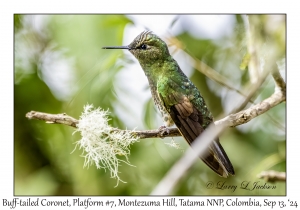 Buff-tailed Coronet