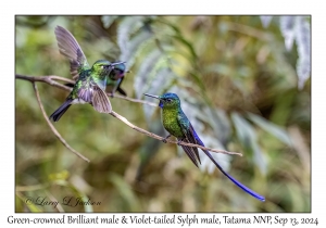Green-crowned Brilliant male & Violet-tailed Sylph male