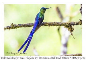 Violet-tailed Sylph male