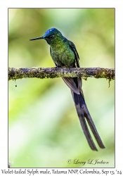 Violet-tailed Sylph male