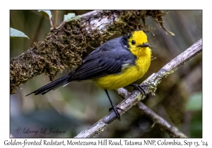 Golden-fronted Redstart