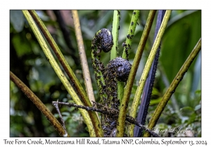 Tree Fern Crooks