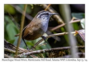 Munchique Wood-Wren