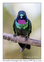 Tourmaline Sunangel male