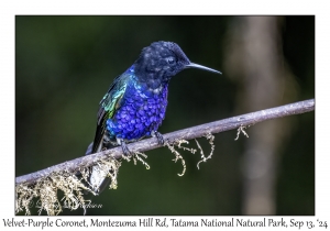 Velvet-purple Coronet