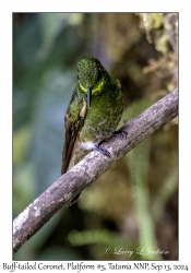 Buff-tailed Coronet