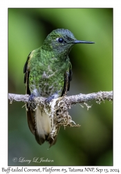 Buff-tailed Coronet