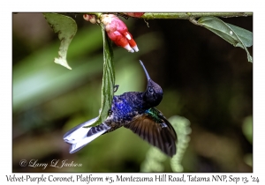 Velvet-purple Coronet