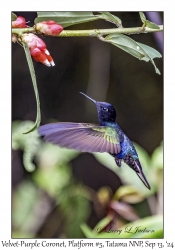 Velvet-purple Coronet