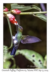 Greenish Puffleg