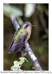 Speckled Hummingbird