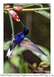 Velvet-purple Coronet