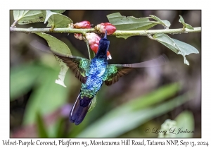 Velvet-purple Coronet
