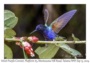 Velvet-purple Coronet