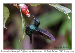Tourmaline Sunangel male