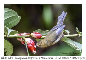 White-sided Flowerpiercer