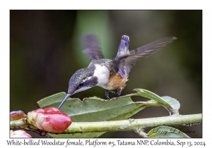 White-bellied Woodstar female