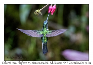 Collared Inca
